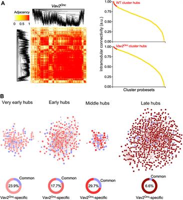 The Rho GTPase exchange factor Vav2 promotes extensive age-dependent rewiring of the hair follicle stem cell transcriptome